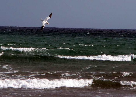 Gannet