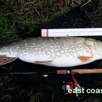Pike eats kelt