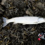 sj-seatrout