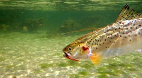 Sea trout fishing