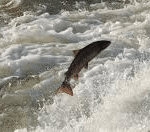 Forbes – salmon