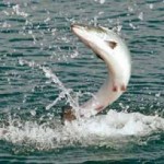 Galway Advertiser – Jumping salmon