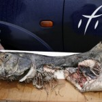 The male Kelt Salmon weighing aproximately 40 lbs and measuring 46 inches was discovered washed in River Suir at Curradhneal, Ballinderry by local fisherman and Treasurer of the Carrick-on-Suir Angling Club, Jimmy Walsh.