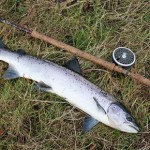 SALMON KELT After spawning, the fish appears elongated having been relieved of the spawn and its body fat over the previous months. This fish was returned unharmed a few seconds after the picture was taken.
