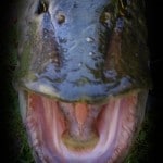 The Barrow Piker – Phantom Pike
