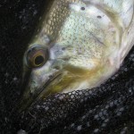 Barrow Piker – March Pike 2