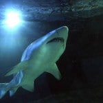 Belfast Telegraph – Shark