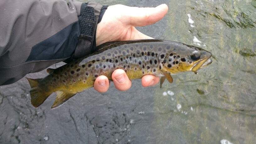 A Beautifully Marked Wild Brown Trout From the Fane