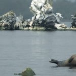 Irish Examiner – Seal makes waves in Killarney lake