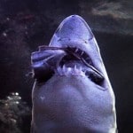Irish Independent – Measures to protect Sharks