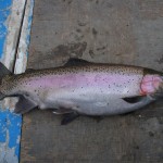 A fine over-wintered Rainbow from Knockaderry