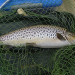 Andrew Browne’s 2.75 lb trout caught off  the Sally islands using a silver invicata on Saturday March 9th.