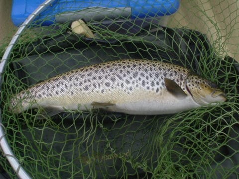 Andrew Browne’s 2.75 lb trout caught off  the Sally islands using a silver invicata on Saturday March 9th.
