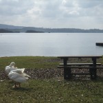 Sheelin awaits its anglers – February 28th 2013