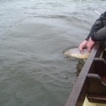 Andrew’s 4 ½ pounder is carefully released