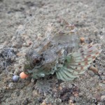 South East Lure angling – Long spined scorpion