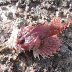 South East Lure angling – Red scorpion