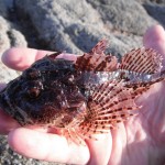 South East Lure angling – Red scorpion 2