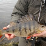 Winter Perch