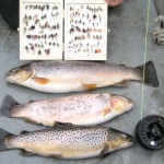 emytrout