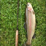 A nice Rainbow caught with a Goldhead on the Sheet of Water.