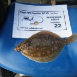 plaice 2013