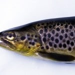 salmo-nigripinnis_rzA_0_300