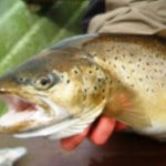 trout