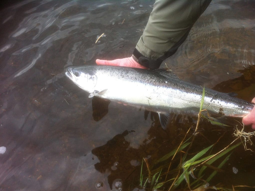 Fine salmon and sea trout on Laune over Easter weekend Lawrence Fitzpatrick from Cork returning his Good Friday fish at Heffernan's. It was Laurences first time fishing Laune Angler's waters.