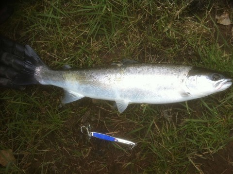 One of five sea trout to 1.5 lbs caught by Gerald on his first visit to Laune Angler's waters. All trout returned.