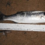 Bass No.3 – 20th April 001
