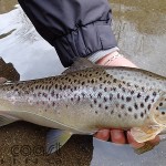 Easter Trout