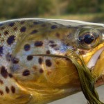 River Liffey trout