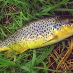 Fluffchucker – River Liffey trout 2