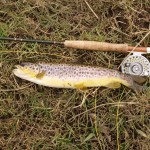 Suir Trout