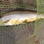 Lough Sheelin – 3 ½ lb trout caught by Andrew Brown on a small duck pattern on Saturday April 27th