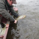 Gary McKiernan (loughsheelinguidingservices.com) releasing his 4 ¼ lb trout caught on April 17th
