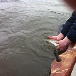 Lough Sheelin – Gary releasing his fish