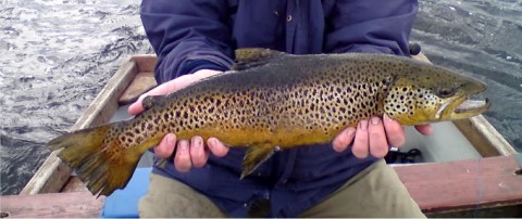 Lough Sheelin trout