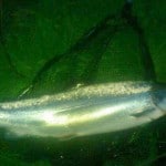 Sid Jones – Slaney Fish
