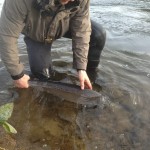 First Enniscorthy fish of 2013