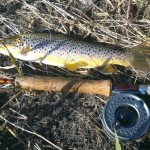 cavantrout
