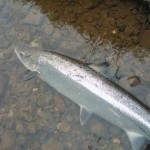 Kieran Conlon's 7lb fish released
