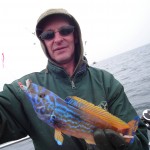Cuckoo Wrasse on the Prospector 1
