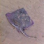 Thornback ray