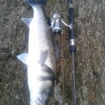 Cork Harbour Angling Club – Andy Davies bass