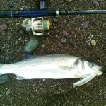Cork Harbour Angling Club – May 2013