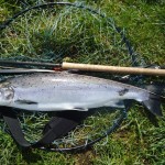Paul Mc Causland’s Fish From The Upper Mill On Fly On Monday.