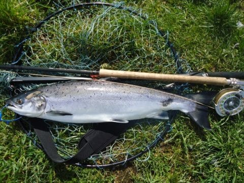Paul Mc Causland’s Fish From The Upper Mill On Fly On Monday.