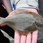 Flounder